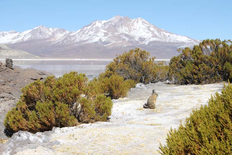 Paysages du Salar de Surire