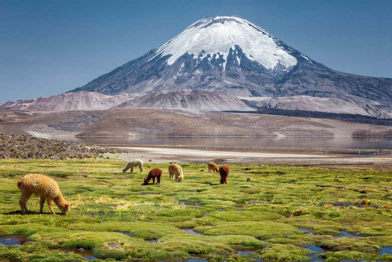 Paysages naturels de Parinacota