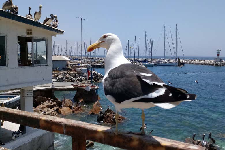 Concón's coastal scenery