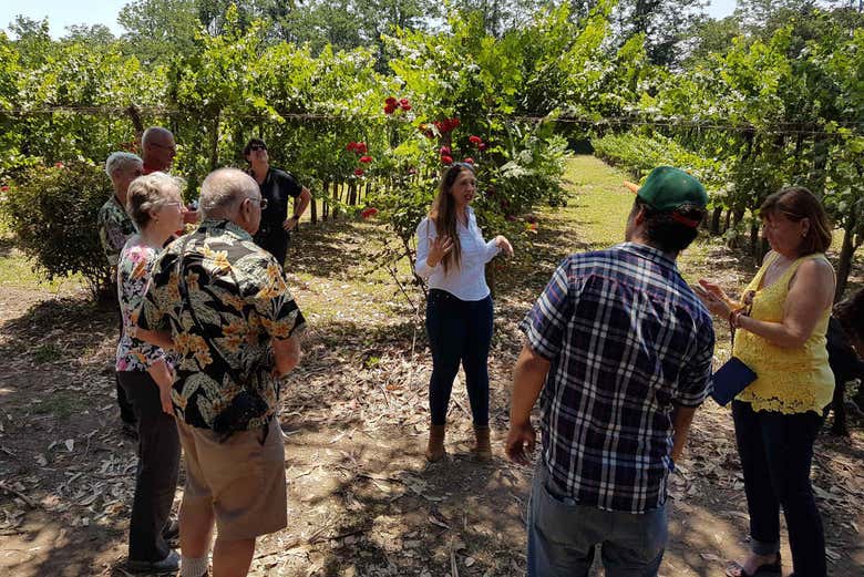 Vigneti di Isla de Maipo