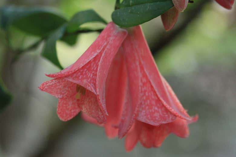 Fiori del copihue