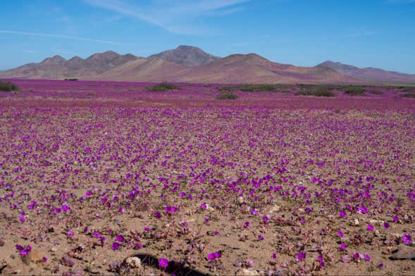 Excursión de 2 días al Desierto Florido