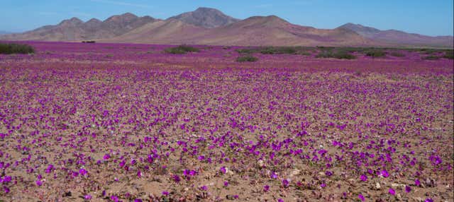 Excursión de 2 días al Desierto Florido