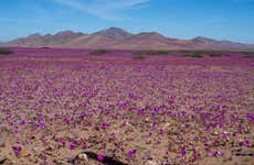 Excursión de 2 días al Desierto Florido