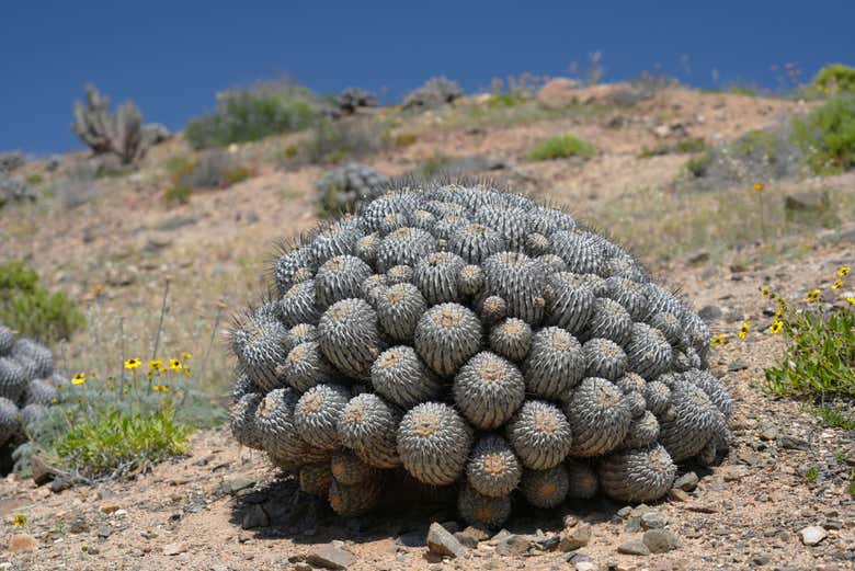 Cáctus en el Parque Nacional Llanos de Challe