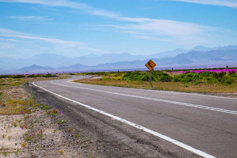 Carreteras del desierto Florido