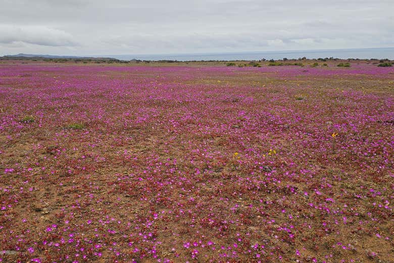 La mejor excursión para ver el desierto Florido