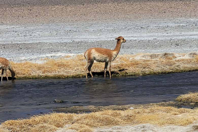 Fauna do altiplano chileno