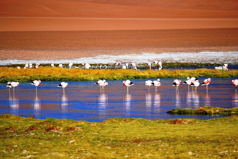Flamingos no Salar do Atacama