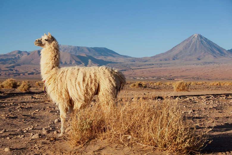 Una llama en el desierto