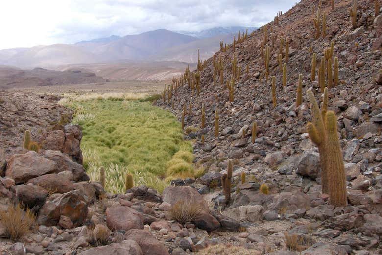 See the arid landscapes of Purilibre