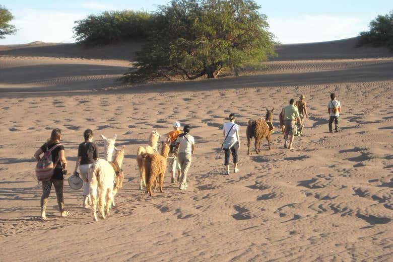 Paseando con las llamas
