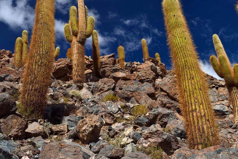 Os altos cactos milenares de Purilibre