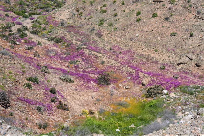 Visitaremos el llamado 'desierto floreciente'