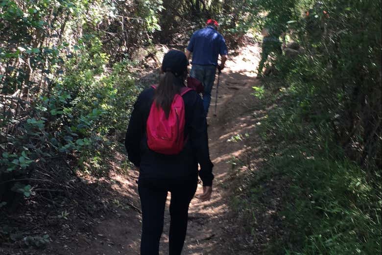 Caminando por el bosque