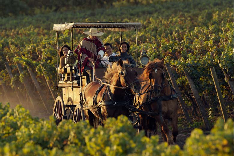 Touring the vineyards in a horse-drawn carriage