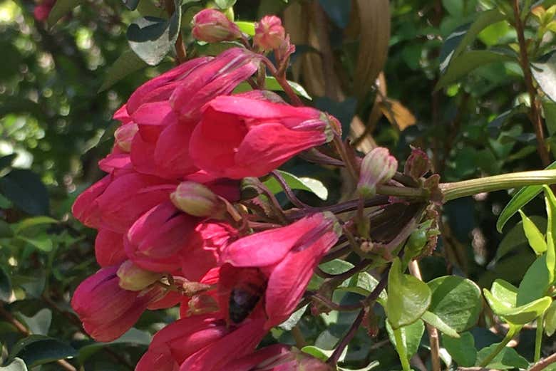 Conoceremos también algunas flores autóctonas