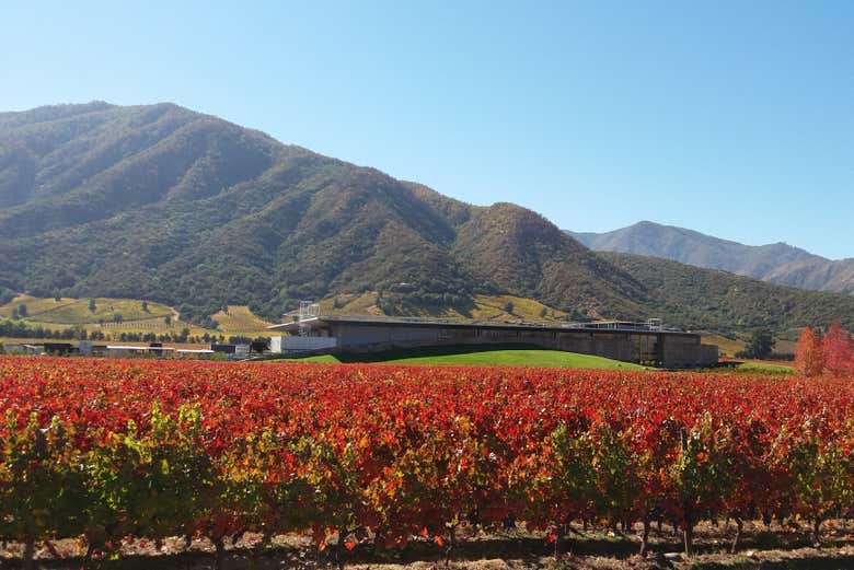 Viñedos del valle de Apalta, en Colchagua, Chile