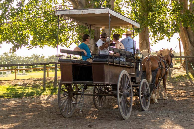 Visitando os vinhedos de carruagem