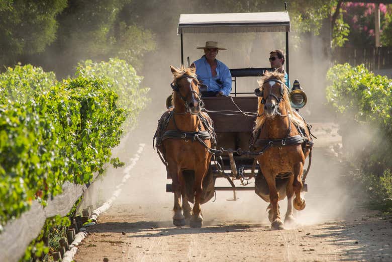 De carruagem junto aos vinhedos