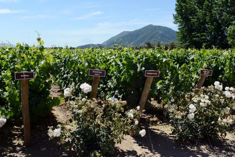 Vinhedos de Viu Manent