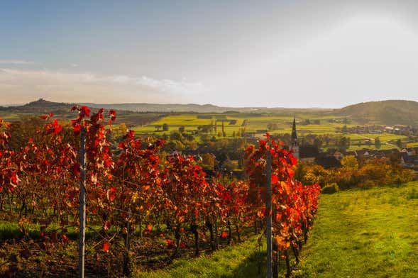 Tour de viñedos y bodegas por el valle de Apalta