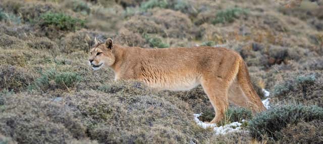 Excursión al Parque Safari de Rancagua