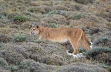 Excursión al Parque Safari de Rancagua