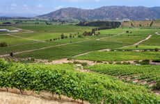 Excursión a las viñas del Valle de Colchagua
