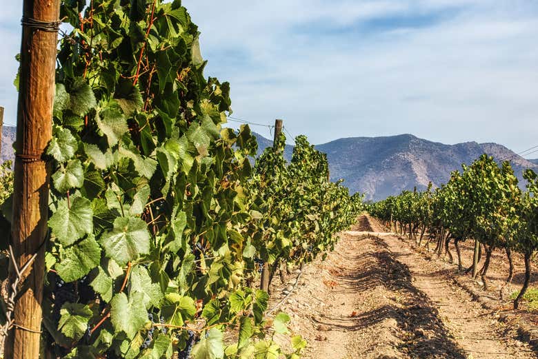 Vignobles du Maipo avec les Andes en arrière-plan