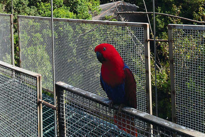 Una de las aves en Aviario del Parque Tricao