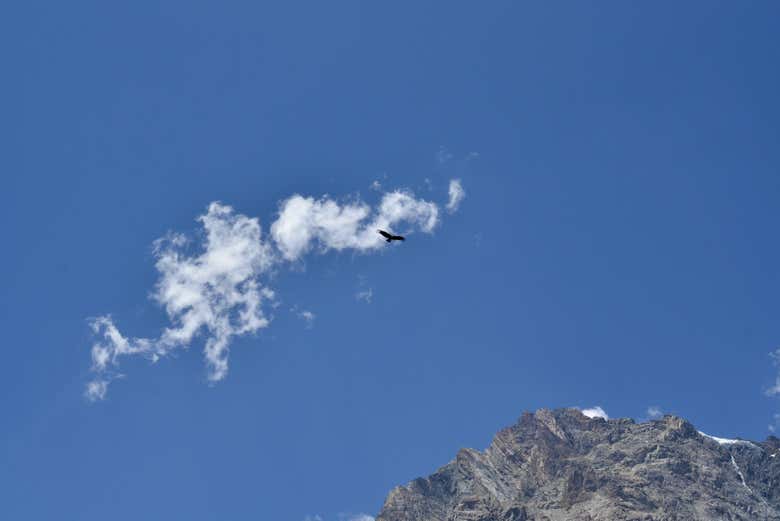 Observando el vuelo majestuoso de un cóndor
