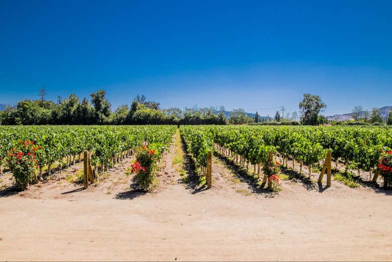 Os campos em Viña Undurraga