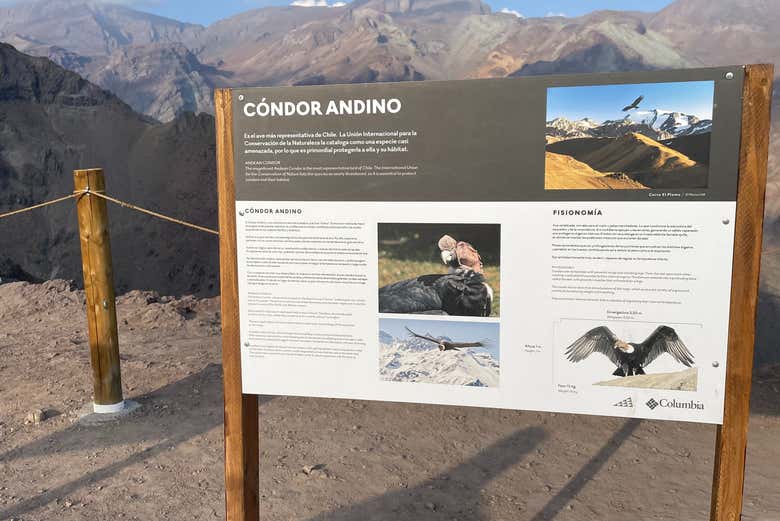 Com sorte veremos condores andinos