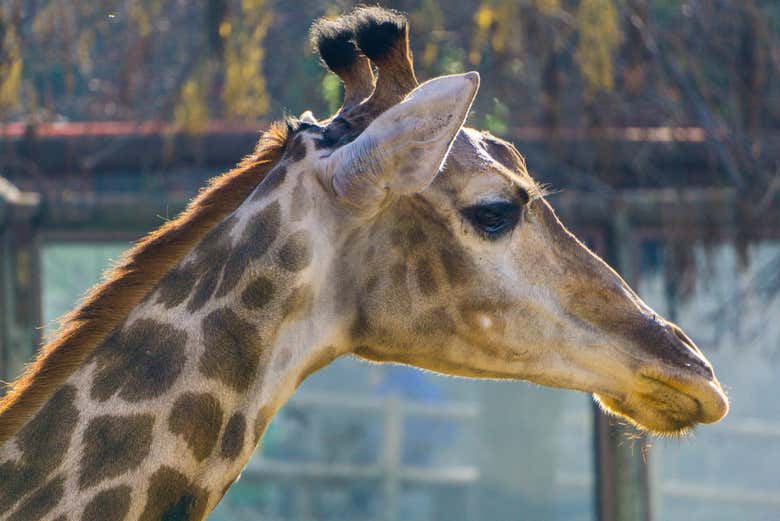 Jirafa del Parque Safari de Rancagua