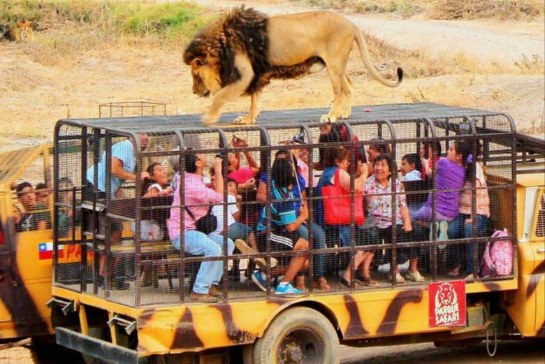 León sobre un vehículo del Parque Safari