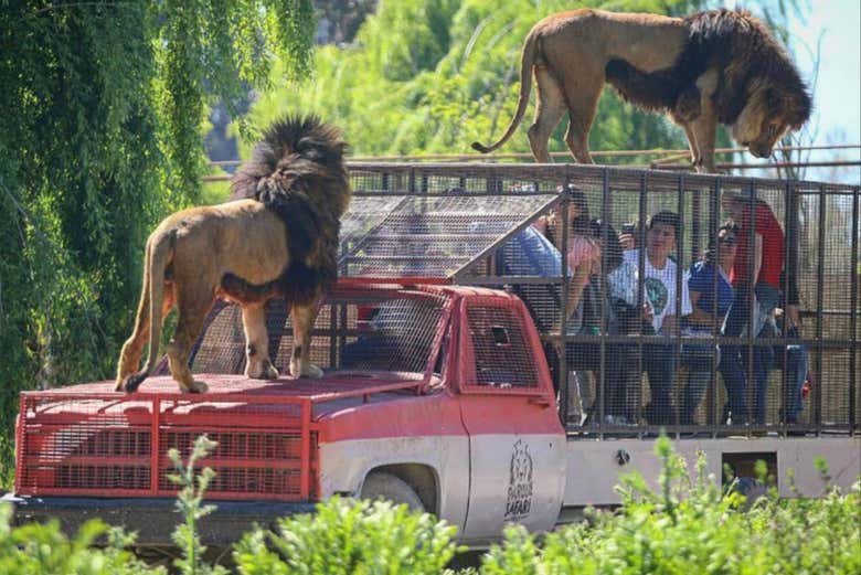 el safari de rancagua