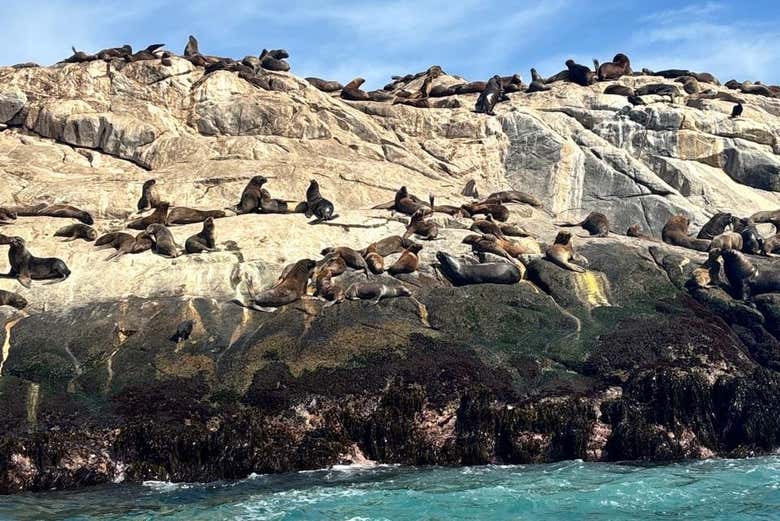 Lobos marinos en Papudo