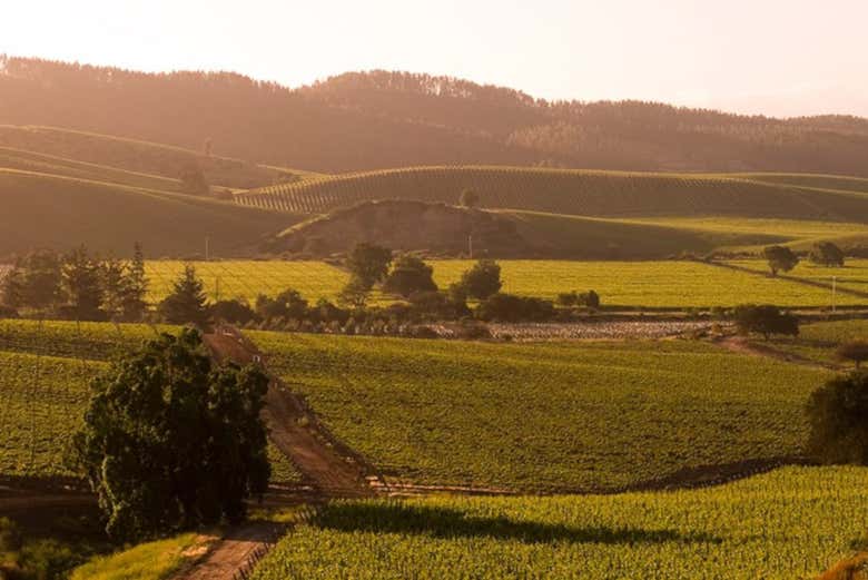 Breathtaking vineyards