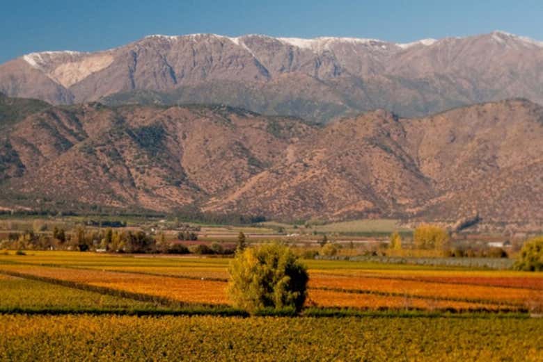 Paisaje de la viña