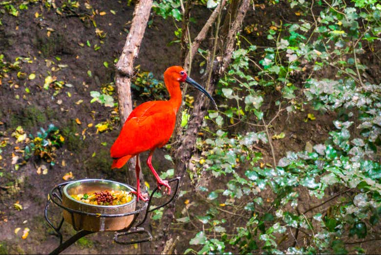Uno degli uccelli autoctoni che vedremo