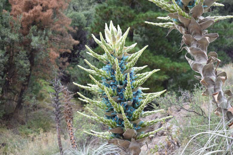 Una puya azul endémica de la región