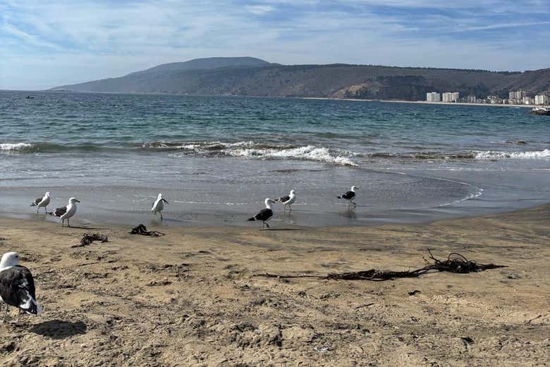 Playa de Papudo