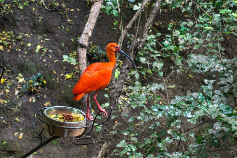 Uma das aves nativas que veremos