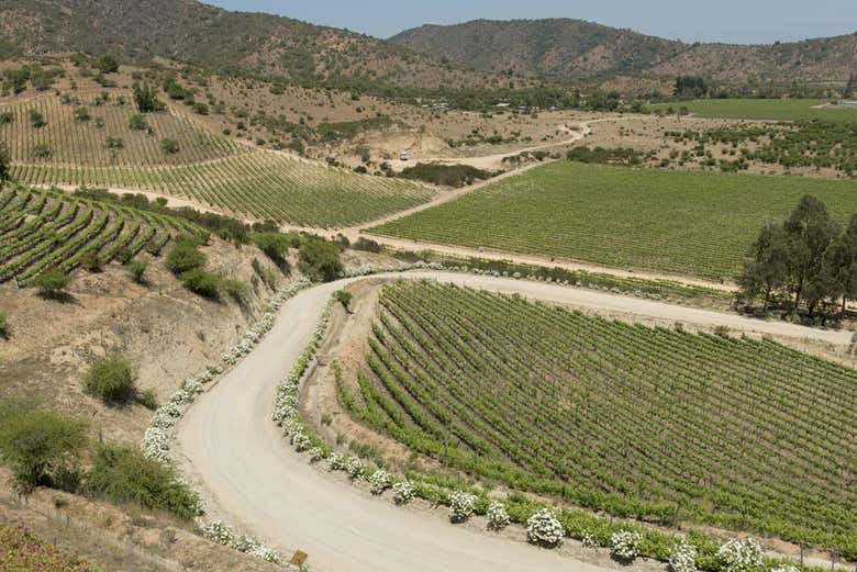 Vinhedos no vale de Casa Blanca