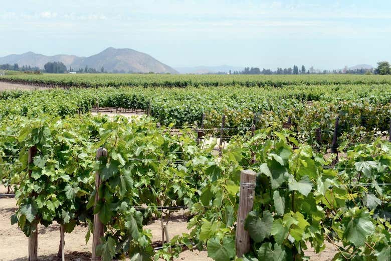 Walk through the vineyards of Concha y Toro in the Maipo Valley