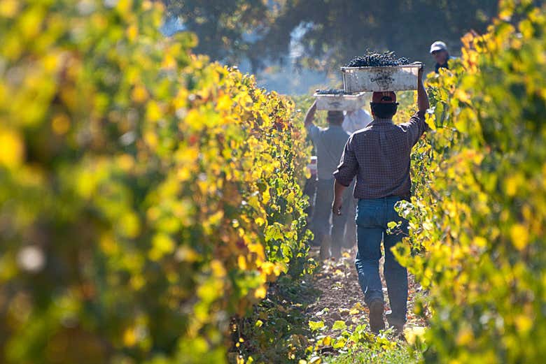 Cosechando la uva