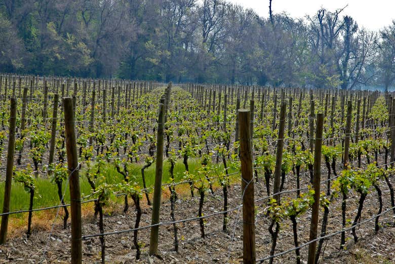 Viñedos en Cousiño Macul