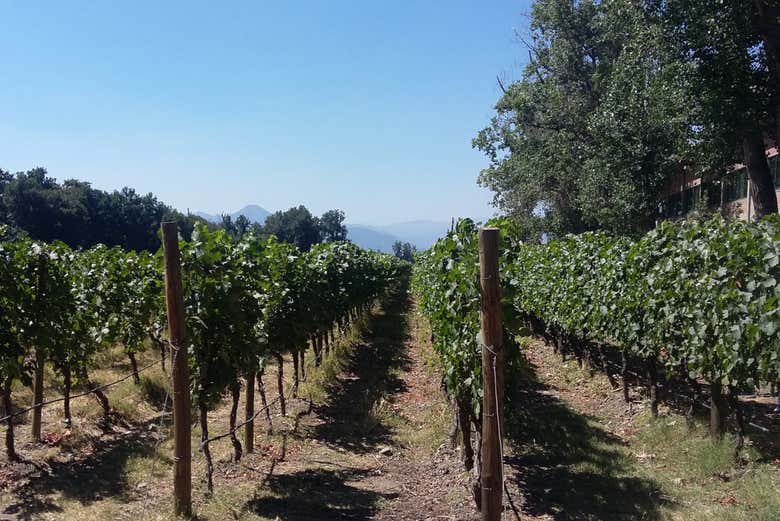 Paseando por los viñedos