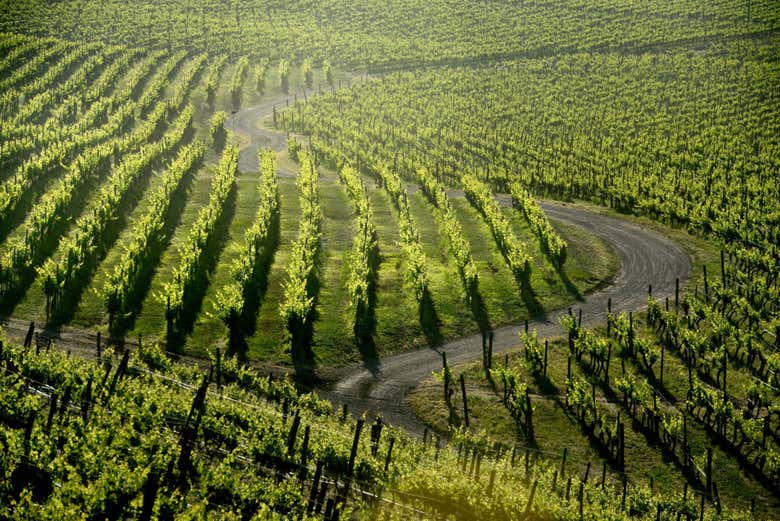 Viñedos en Haras de Pirque